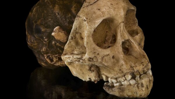考古學家在華南發現了一個1.6萬年前頭骨化石 - 俄羅斯衛星通訊社