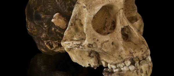 考古學家在華南發現了一個1.6萬年前頭骨化石 考古學家在華南發現了一個1.6萬年前頭骨化石 - 俄羅斯衛星通訊社