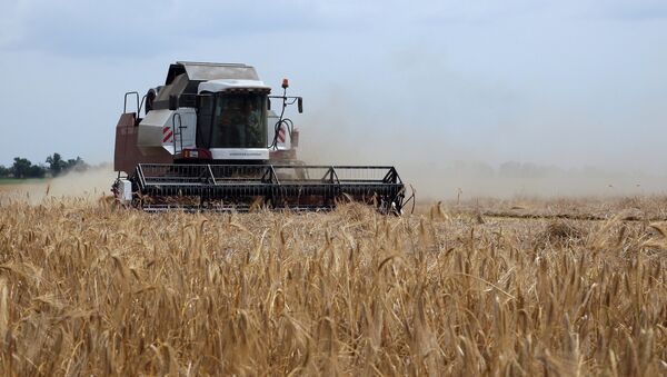 俄農業部長：2018年俄穀物收成達1.1億噸 - 俄羅斯衛星通訊社