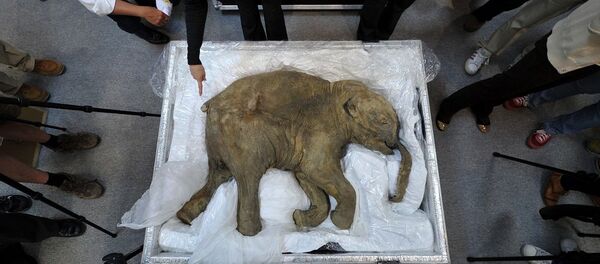 韩国学者：俄雅库特或设立机构加速猛犸象克隆计划 - 俄罗斯卫星通讯社