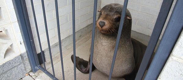 澳大利亚女子在墓地厕所“邂逅”一头睡着的海狗 - 俄罗斯卫星通讯社