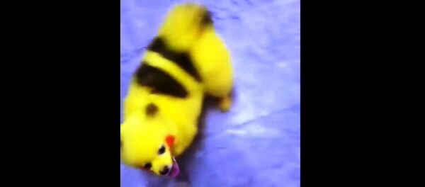 小狗被染成皮卡丘Pokemon GO粉丝中毒太深 - 俄罗斯卫星通讯社