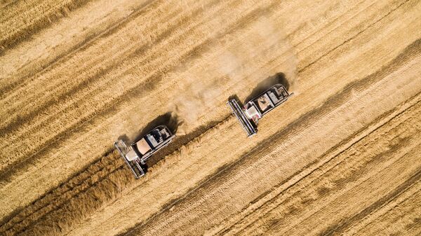 俄罗斯克拉斯诺亚尔斯克边疆区小麦收割 - 俄罗斯卫星通讯社