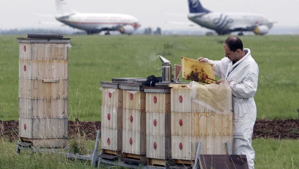 蜜蜂在布拉格机场帮助监控空气质量 - 俄罗斯卫星通讯社