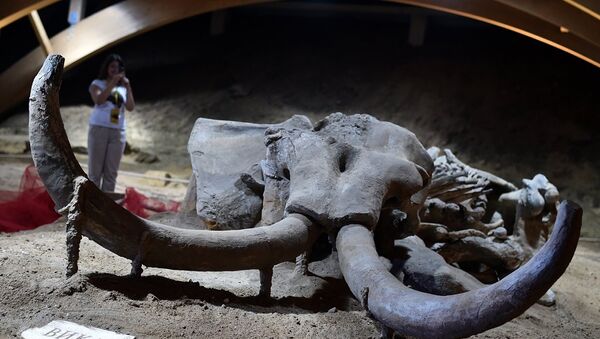 莫斯科近郊发现藏有宝藏的猛犸象头骨 - 俄罗斯卫星通讯社