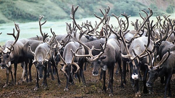 挪威320頭野鹿被閃電擊中死亡 - 俄羅斯衛星通訊社