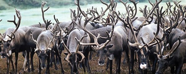 俄亚马尔半岛已有约5.8万头驯鹿接种炭疽疫苗 - 俄罗斯卫星通讯社