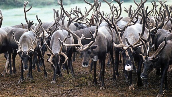 俄亚马尔半岛70多万头鹿将接种炭疽疫苗以防疫情蔓延 - 俄罗斯卫星通讯社