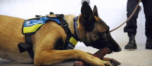 中国军犬训练员在“国际军事竞赛-2016”的“忠诚朋友”项目中领先 - 俄罗斯卫星通讯社