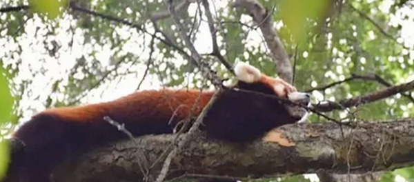 在中國發現了一隻從動物園逃脫的小熊貓 - 俄羅斯衛星通訊社