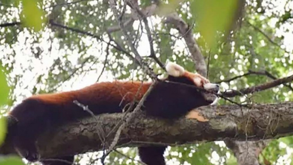 在中國發現了一隻從動物園逃脫的小熊貓 - 俄羅斯衛星通訊社