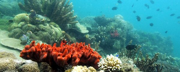 俄遠東科學家建造出用於統計海洋生物資源的水下機器人 - 俄羅斯衛星通訊社