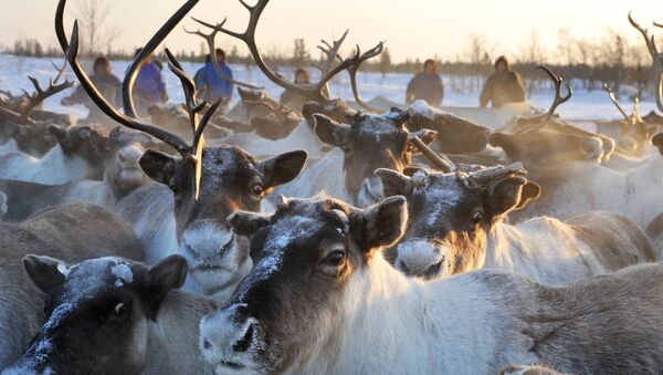俄亞馬爾約1.6萬頭馴鹿和家畜因炭疽疫情接種疫苗 - 俄羅斯衛星通訊社
