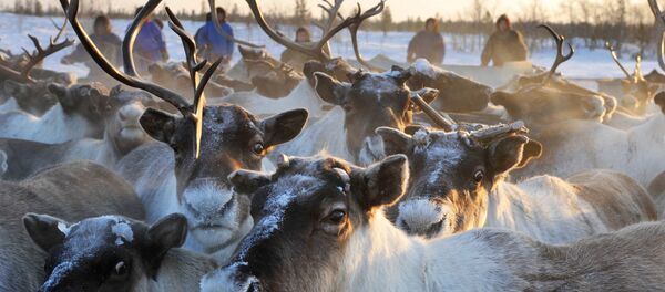 俄亚马尔约1.6万头驯鹿和家畜因炭疽疫情接种疫苗 - 俄罗斯卫星通讯社