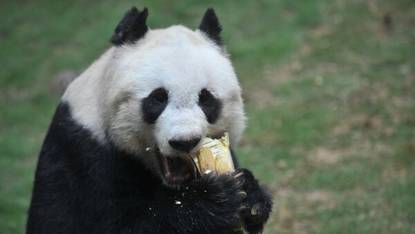 世界最長壽大熊貓38歲了 - 俄羅斯衛星通訊社