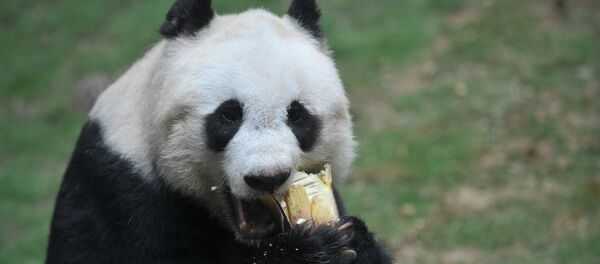 世界最長壽大熊貓38歲了 世界最長壽大熊貓38歲了 - 俄羅斯衛星通訊社