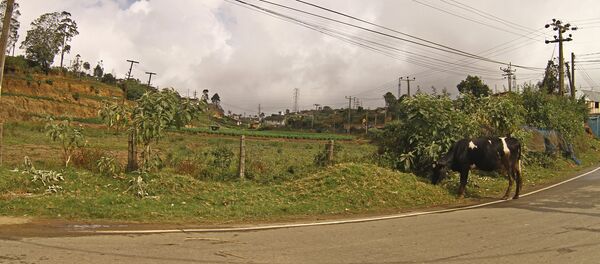 在印度兩無辜工人因剝牛皮遭到毒打 在印度兩無辜工人因剝牛皮遭到毒打 - 俄羅斯衛星通訊社