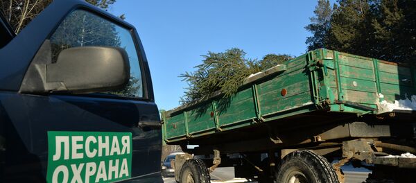 Лесная охрана - 俄罗斯卫星通讯社