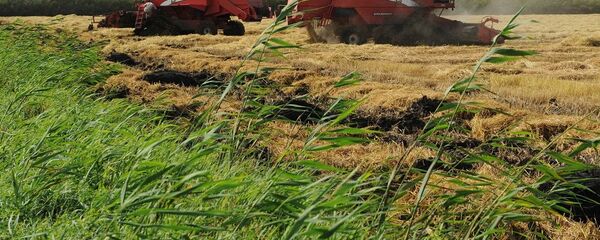 媒体：将在中国建成采用俄技术的稻壳加工厂 - 俄罗斯卫星通讯社