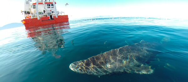 格陵蘭小頭睡鯊會在150歲時產下了第一胎 - 俄羅斯衛星通訊社