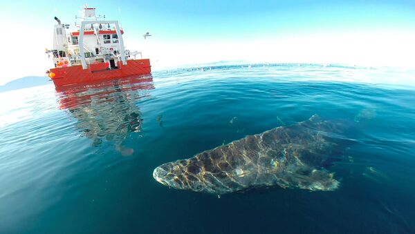 格陵蘭小頭睡鯊會在150歲時產下了第一胎 - 俄羅斯衛星通訊社