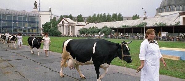 中国与俄滨海边疆区企业将联合成立俄最大畜牧业综合体 - 俄罗斯卫星通讯社