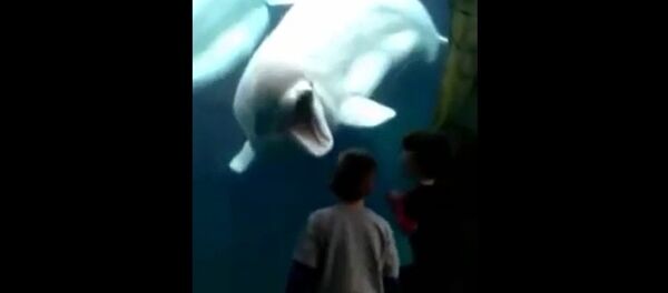 видеоклуб - 俄罗斯卫星通讯社