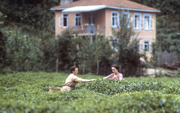 格魯吉亞蘇維埃社會主義共和國，“巴黎公社”農莊的茶農 - 俄羅斯衛星通訊社