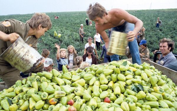 摩尔多瓦苏维埃社会主义共和国，“进步”农场，收获保加利亚甜椒。 - 俄罗斯卫星通讯社