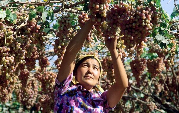 乌兹别克苏维埃社会主义共和国塔什干地区，女子在列宁农场里采摘葡萄。 - 俄罗斯卫星通讯社