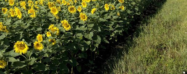 滿洲里口岸首次進口俄羅斯葵花籽原油和大豆原油 - 俄羅斯衛星通訊社