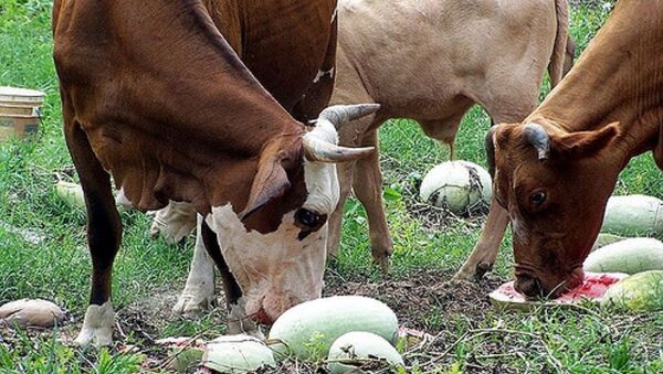 牛群吃光價值25萬元的西瓜實驗田 - 俄羅斯衛星通訊社
