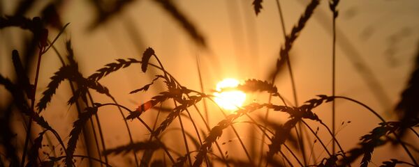 俄经发部支持取消小麦出口关税 - 俄罗斯卫星通讯社