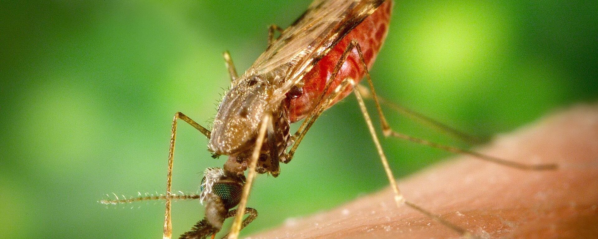 罗马尼亚疟疾病例已升至9例 - 俄罗斯卫星通讯社, 1920, 12.02.2024
