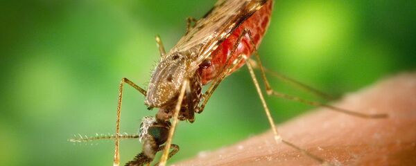 Комар Anopheles albimanus - 俄罗斯卫星通讯社