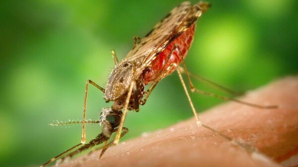 羅馬尼亞瘧疾病例已升至9例 - 俄羅斯衛星通訊社