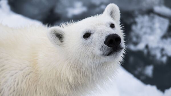 俄楚科奇半岛发现一只落单的北极幼熊 专家正在为其寻找动物园 - 俄罗斯卫星通讯社