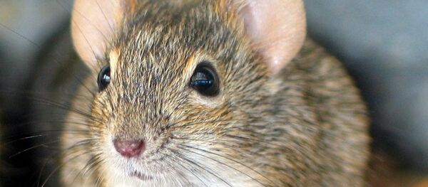 老鼠 - 俄罗斯卫星通讯社