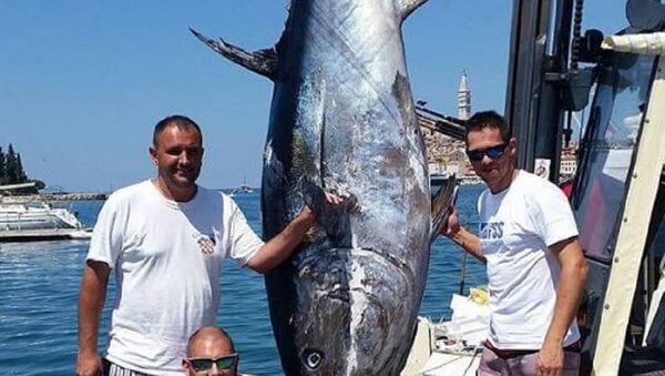 克罗地亚捕到一条340千克的金枪鱼 - 俄罗斯卫星通讯社