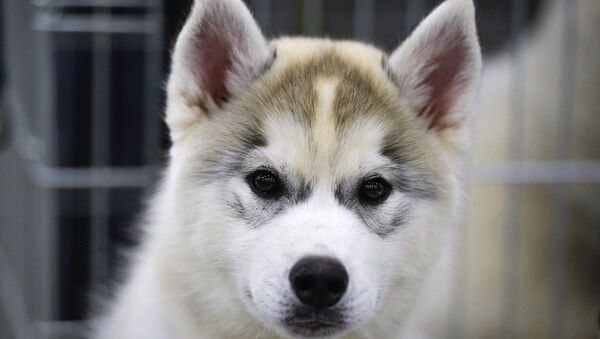 科学家证实狗可以听懂人话 - 俄罗斯卫星通讯社