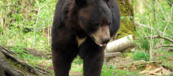 俄远东公熊偷鸡被抓 - 俄罗斯卫星通讯社