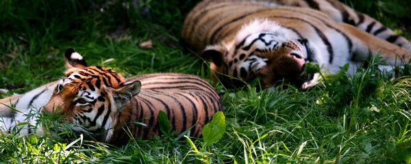 “阿穆尔虎”中心：俄罗斯栖息着不少于600只阿穆尔虎 种群有增长 - 俄罗斯卫星通讯社
