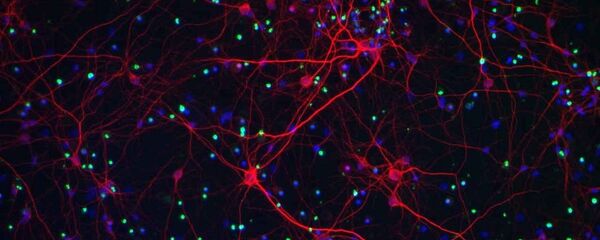 學者：神經網絡領域的研發將有助於建立“智能”安全系統 - 俄羅斯衛星通訊社