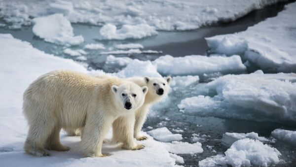 气候改变和人们的行为致北极熊入侵新地 - 俄罗斯卫星通讯社