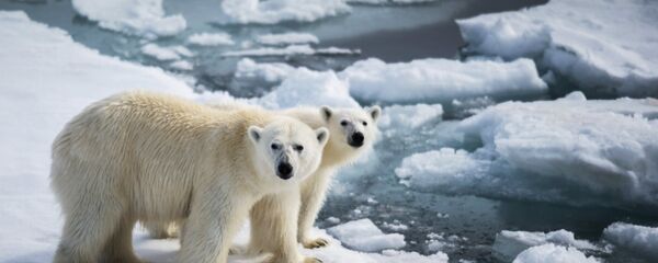生态学家：全球变暖已经使北极熊处于灭绝边缘 - 俄罗斯卫星通讯社