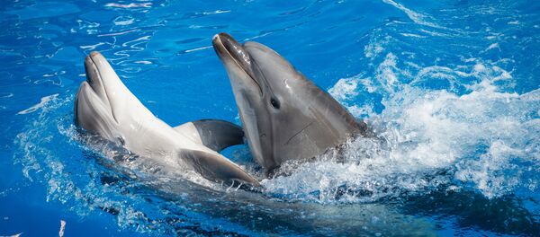 海豚被發現具備完全的語言能力 - 俄羅斯衛星通訊社