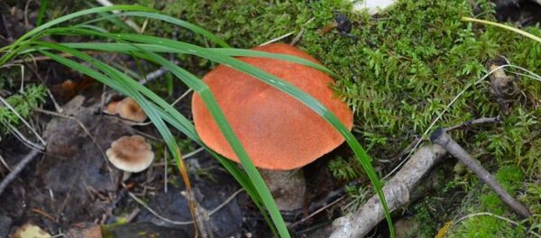 蘑菇 - 俄罗斯卫星通讯社