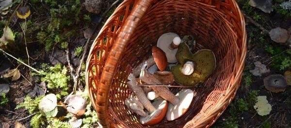 蘑菇 - 俄羅斯衛星通訊社