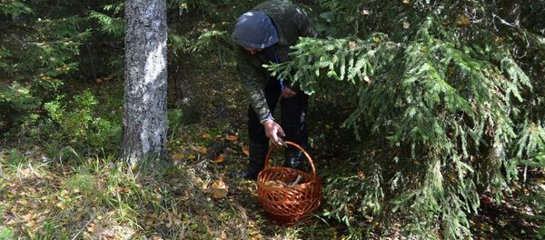 俄遠東地區發現有助於治療癌症的真菌 - 俄羅斯衛星通訊社