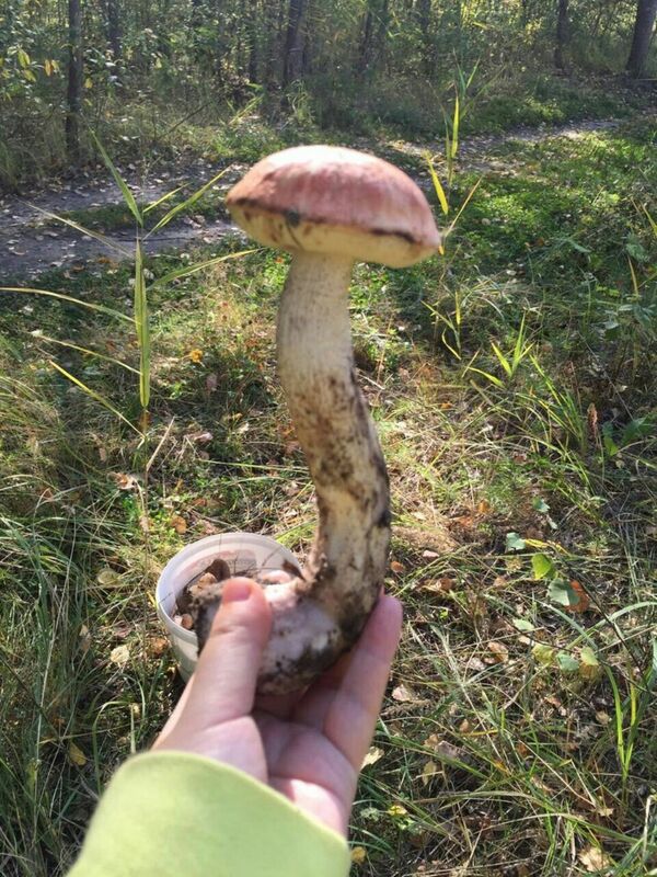 蘑菇 蘑菇 - 俄罗斯卫星通讯社